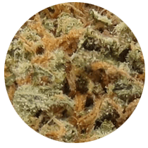 AK47 - Cannabis Seeds Strains