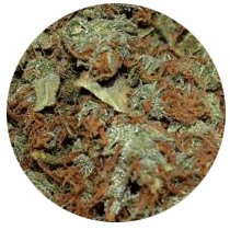 Amnesia - Cannabis Seeds Strains