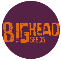 Big Head Seeds