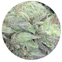 Blue Cheese - Cannabis Seeds Strains