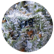 Blueberry - Cannabis Seeds Strains