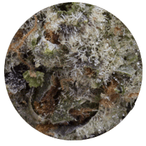 Bruce Banner Strains - Cannabis Seeds Strains