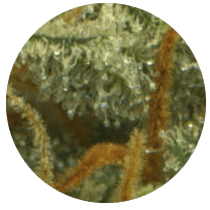 C99 - Cannabis Seeds Strains