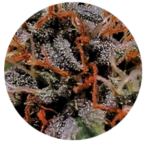 Cherry Strains - Cannabis Seeds Strains