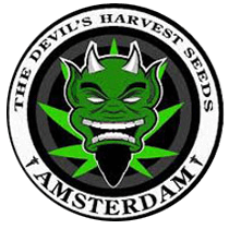 Devils Harvest Original Seeds - Cannabis Seeds Banks