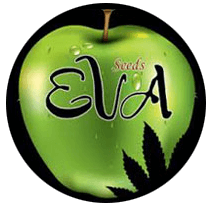 Eva Female Seeds - Cannabis Seeds Banks