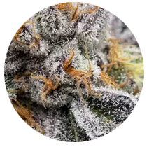Gas Strains - Cannabis Seeds Strains