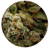 GG4 - Cannabis Seeds Strains