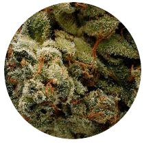 Gorilla Glue - Cannabis Seeds Strains