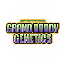Grand Daddy Purple seeds - Cannabis Seeds Banks