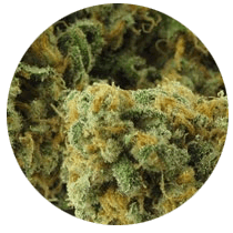 Green Crack - Cannabis Seeds Strains