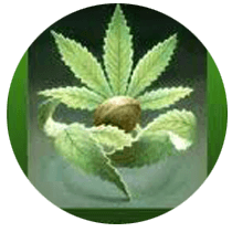 Homegrown Fantaseeds