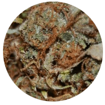 Landrace - Cannabis Seeds Strains