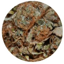 Landrace Strains - Cannabis Seeds Strains