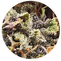 Moonbow Strains - Cannabis Seeds Strains