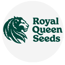 Royal Queen Seeds