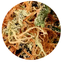 Sherbet Cake - Cannabis Seeds Strains