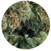 Sour Diesel - Cannabis Seeds Strains