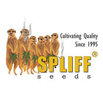 Spliff Seeds - Cannabis Seeds Banks