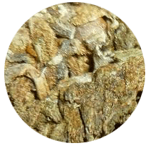 Thai Strains - Cannabis Seeds Strains
