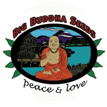 The Big Buddha Seeds - Cannabis Seeds Banks