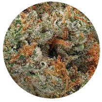 Wedding Cake - Cannabis Seeds Strains