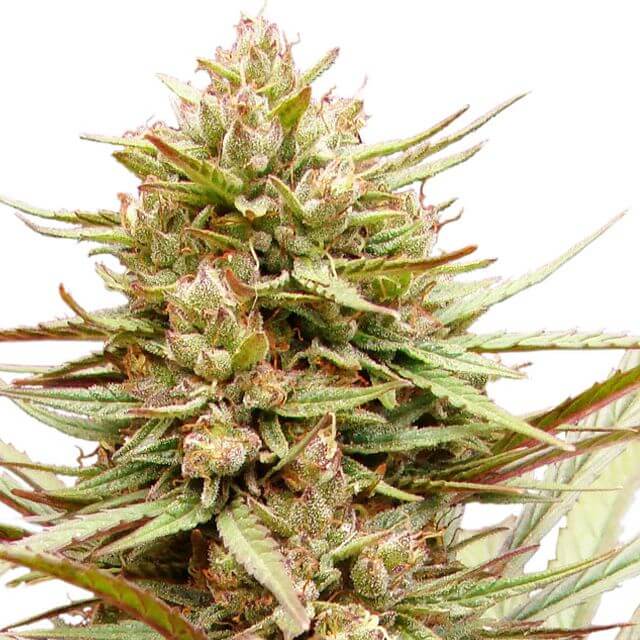 Buy Dutch Passion Seeds CBD ComPassion FEM