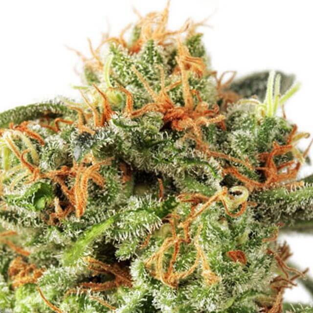 Buy Dutch Passion Seeds Orange Hill Special FEM