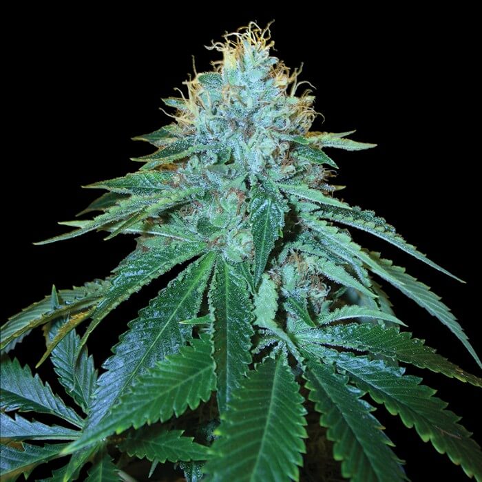 Buy DNA Reserva Privada Seeds The OG #18 FEM