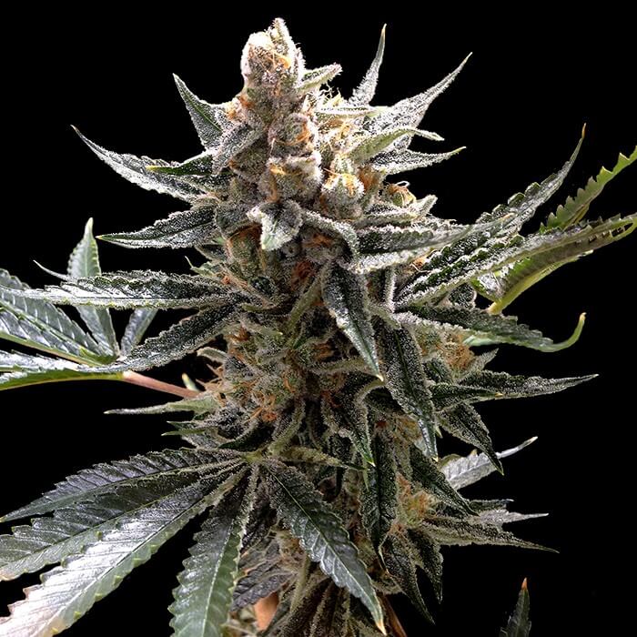 Buy Original Sensible Seeds  Tangie FEM