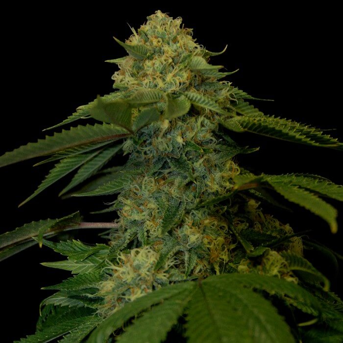 Buy DNA Genetics Seeds Holy Grail Kush FEM