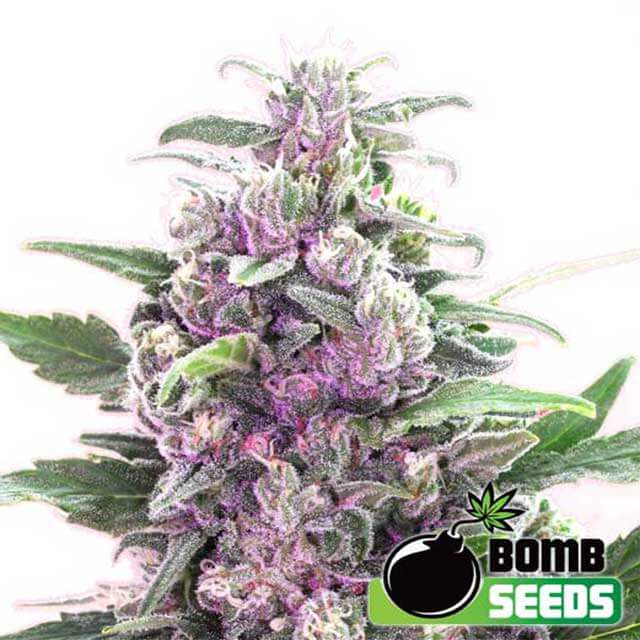 Buy Bomb Seeds THC Bomb Auto FEM