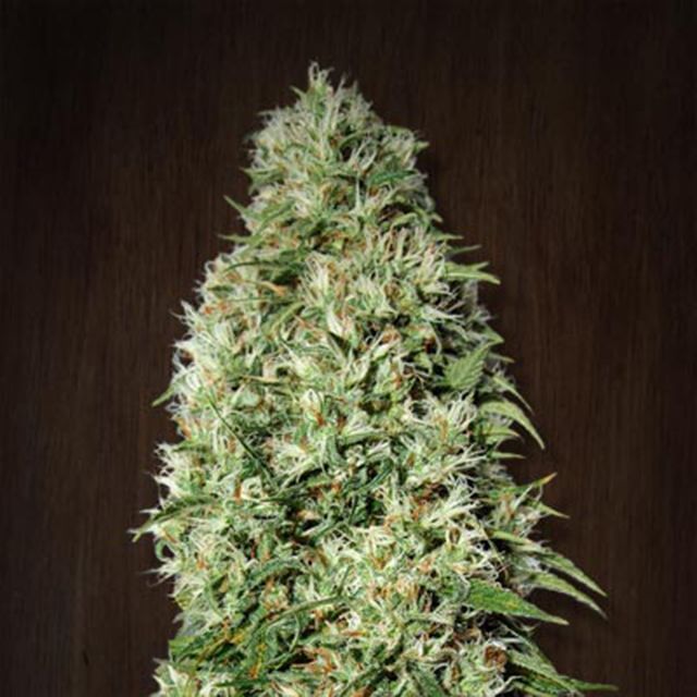 Buy Ace Seeds Orient Express FEM Buy Ace Seeds Orient Express FEM