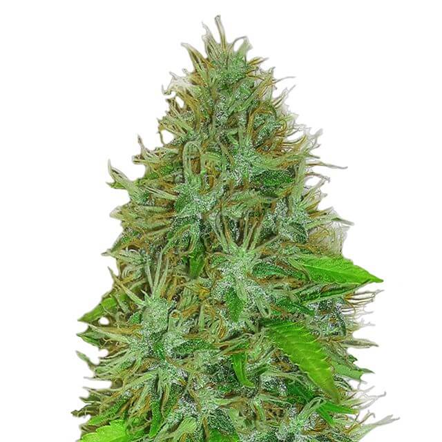 Buy Heavyweight Seeds 2 Fast 2 Vast Auto FEM