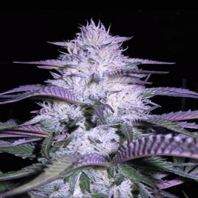 Buy Original Sensible Seeds  Currant Kush FEM