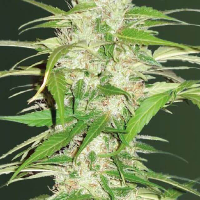 Buy Victory Seeds Auto Ultra Power Plant FEM