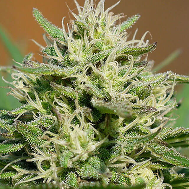 Buy Spliff Seeds Lemon Cream Kush Auto FEM