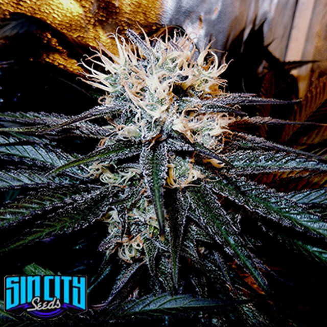Buy Sin City Seeds Cancers Nightmare FEM