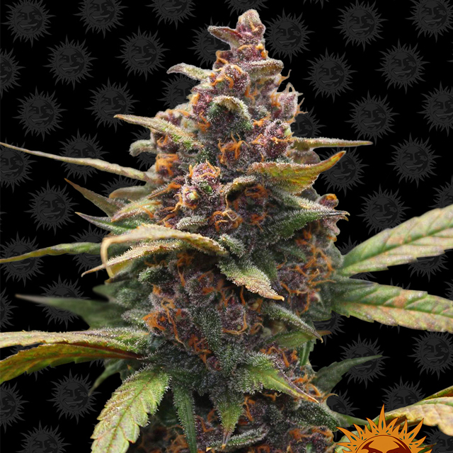 Ayahuasca Purple