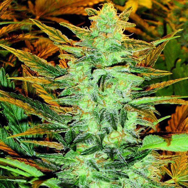 Buy Original Sensible Seeds  Lowryder # 2 FEM