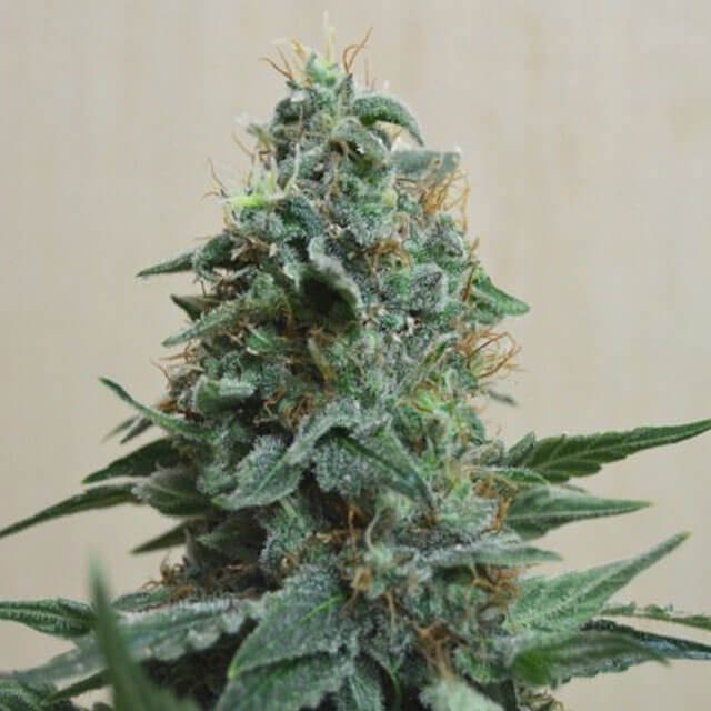 Buy Original Sensible Seeds  AK Kush FEM