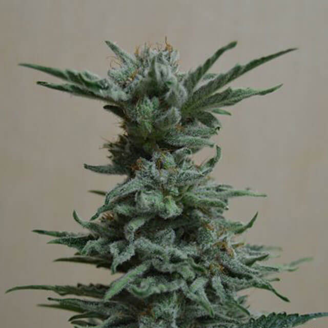 Buy Original Sensible Seeds  AK Skunk FEM