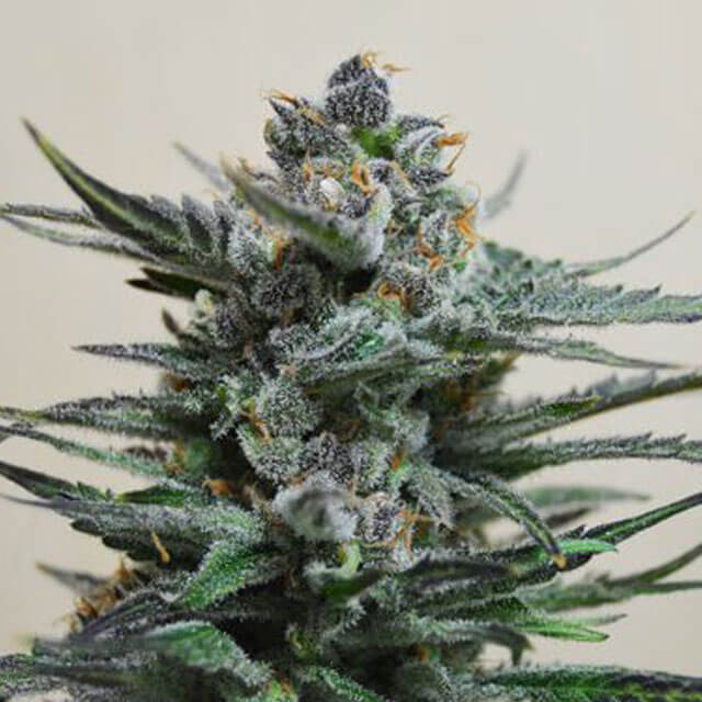 Buy Original Sensible Seeds  Blue Acid Auto FEM