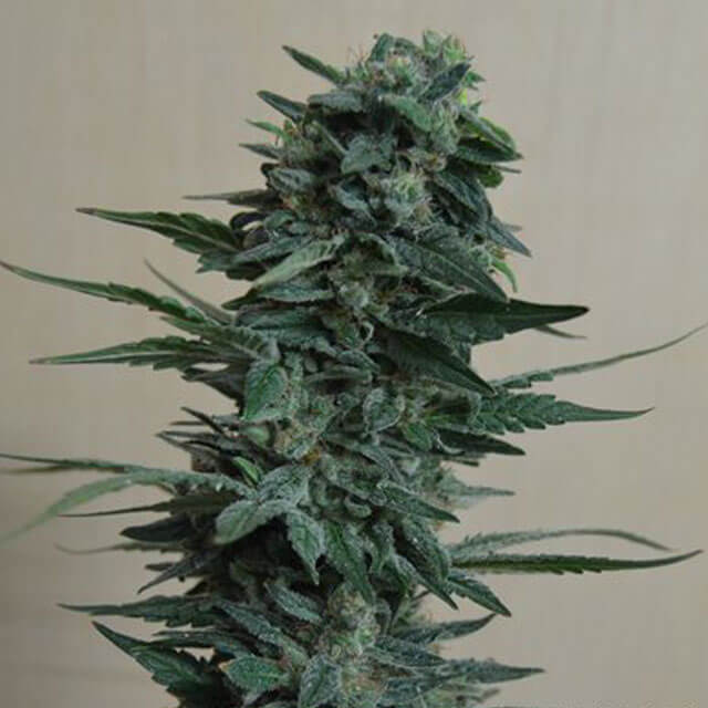 Buy Original Sensible Seeds  Kubanskiy Ubiyza FEM