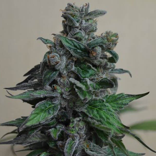 Buy Kalashnikov Seeds Moscow Blueberry FEM