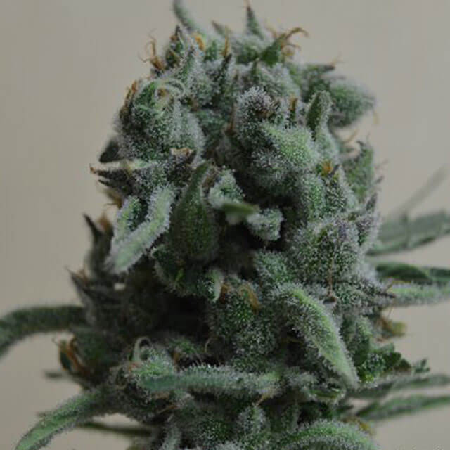 Buy Original Sensible Seeds  White Widow 47 FEM