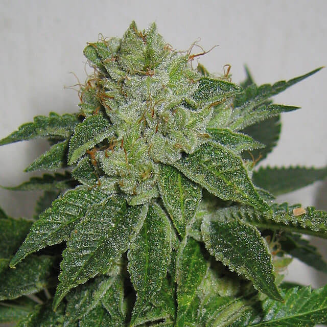 Buy Original Sensible Seeds  MK Ultra REG