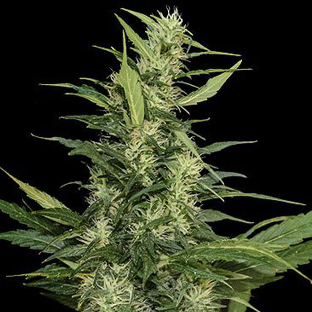 Buy Original Sensible Seeds  Amur Giant Auto FEM