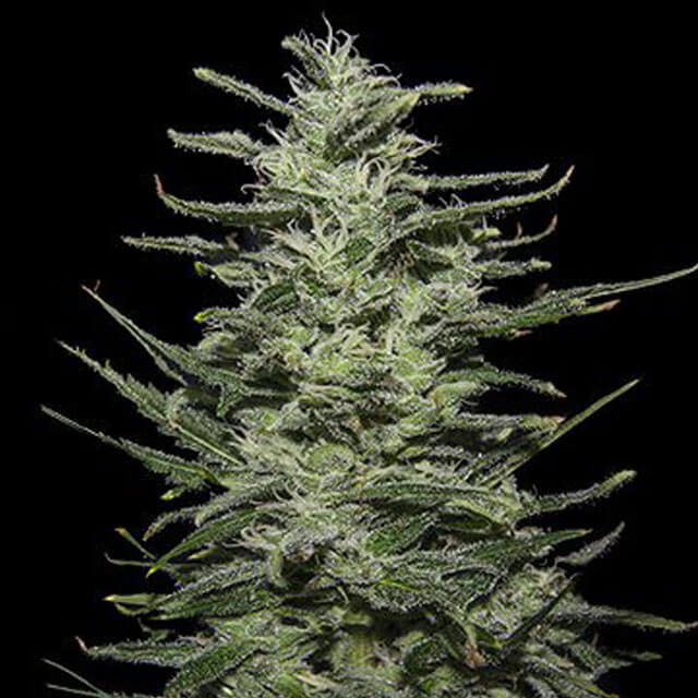 Buy Original Sensible Seeds  Amnesia Molotov FEM