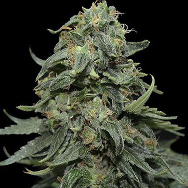 Buy Original Sensible Seeds  Kabul Express FEM